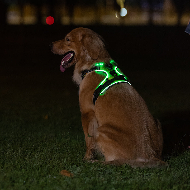 LED flashing dog leash for outdoor use