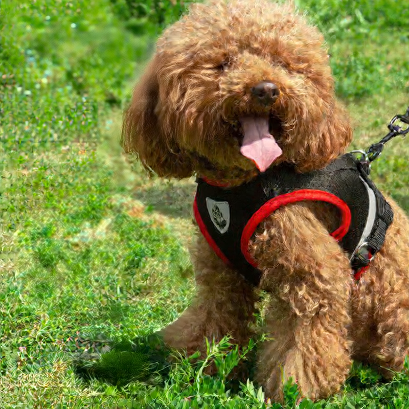 Dog leash on chest harness