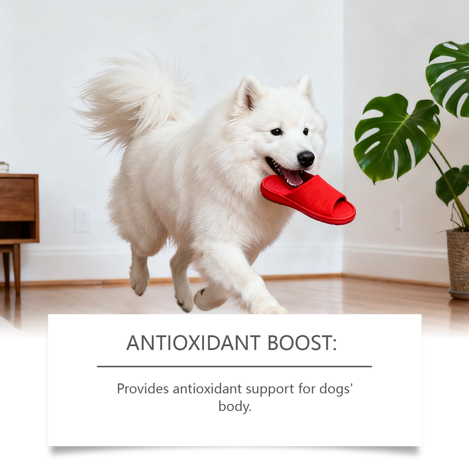 Dog Skin Care Soft Granules